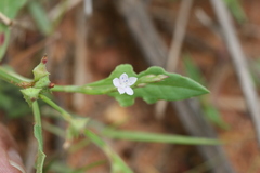 Oxygonum sinuatum